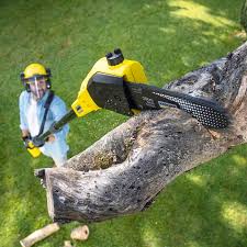 Best Tree Preservation Services  in Cumberland, MD