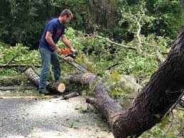 Cumberland, MD Tree Removal Company
