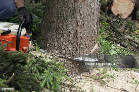 Best Hazardous Tree Removal  in Cumberland, MD