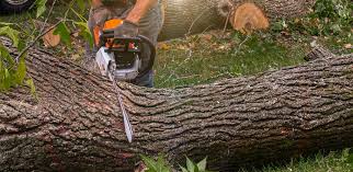 Best Lot and Land Clearing  in Cumberland, MD