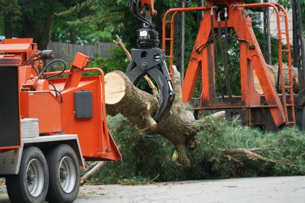 Best Tree Mulching  in Cumberland, MD