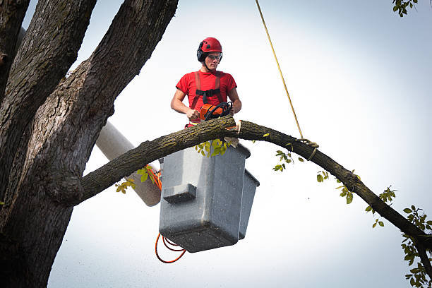 Best Storm Damage Tree Cleanup  in Cumberland, MD