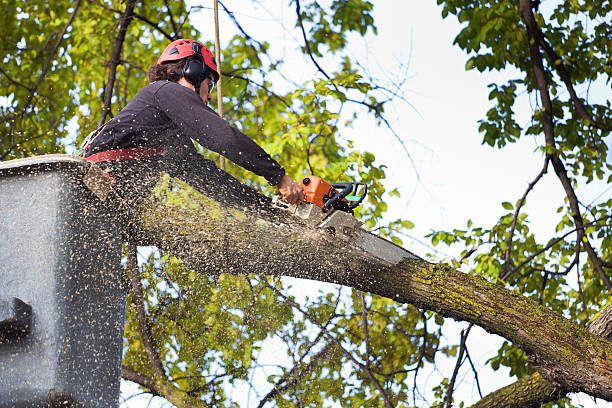 Best Lawn Mowing  in Cumberland, MD